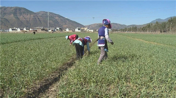 HM詳解土壤養(yǎng)分速測儀怎么用？