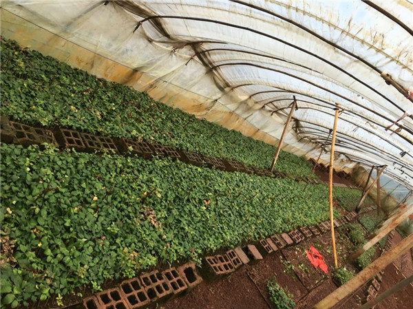 土壤是農(nóng)業(yè)的基礎(chǔ)，保護(hù)土壤，從現(xiàn)在開始