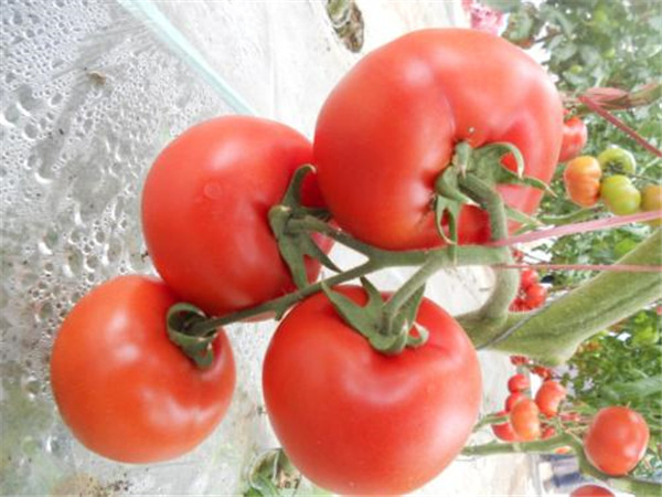 用土壤養(yǎng)分速測儀改善西紅柿種植土地，產量提高一倍