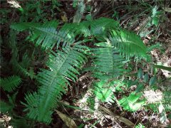 如何土壤檢測(cè)儀讓土壤變酸？