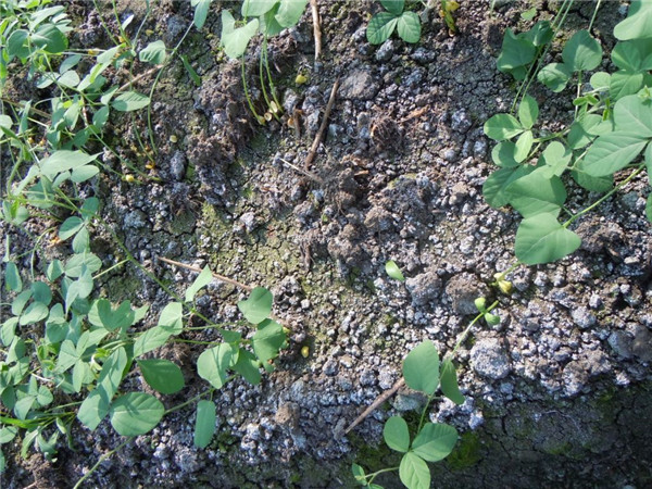 如何土壤檢測儀讓土壤變酸？