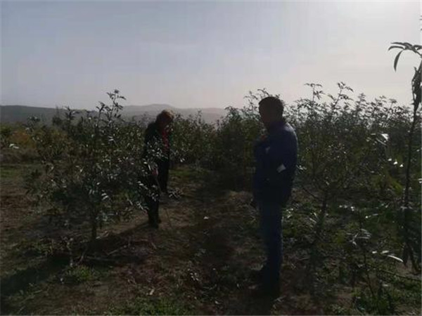 如何土壤檢測儀讓土壤變酸？