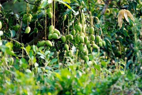 農(nóng)業(yè)諺語(yǔ)“立春至肥”這意味著當(dāng)節(jié)氣來(lái)到春天的開(kāi)始 農(nóng)業(yè)諺語(yǔ)“立春至肥”這意味著當(dāng)節(jié)氣來(lái)到春天的開(kāi)始