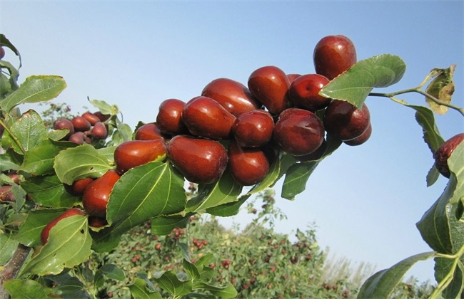 土壤養(yǎng)分分析儀的良好使用可以防止棗開裂而不甜 土壤養(yǎng)分分析儀的良好使用可以防止棗開裂而不甜