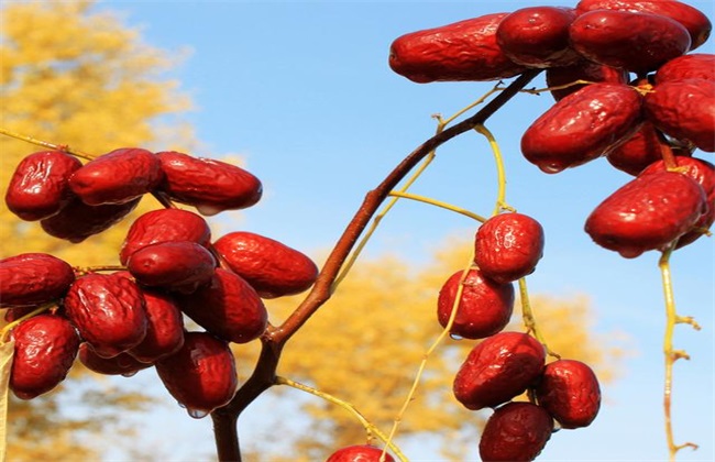 土壤養(yǎng)分分析儀的良好使用可以防止棗開裂而不甜 土壤養(yǎng)分分析儀的良好使用可以防止棗開裂而不甜