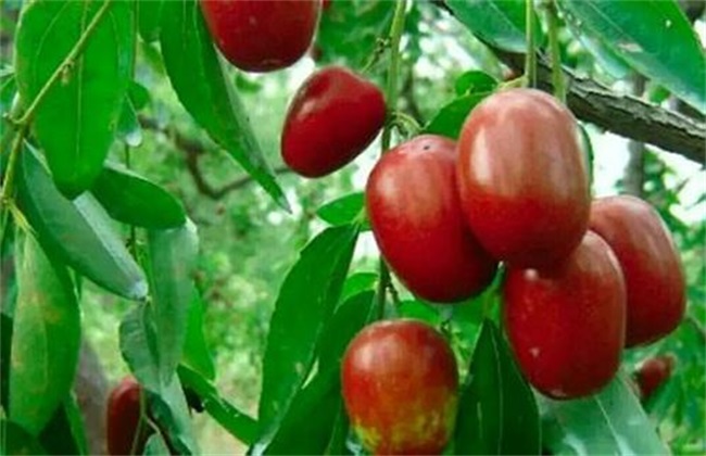 土壤養(yǎng)分分析儀的良好使用可以防止棗開裂而不甜 土壤養(yǎng)分分析儀的良好使用可以防止棗開裂而不甜