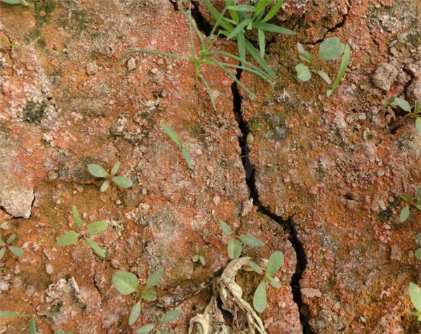 利用土壤測(cè)試儀測(cè)土數(shù)據(jù)開(kāi)展配方施肥