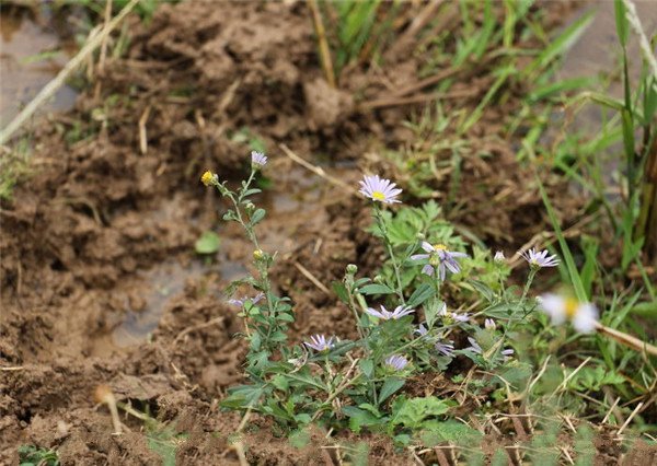 土壤溫度儀-工作原理和工作模式 土壤溫度儀-工作原理和工作模式