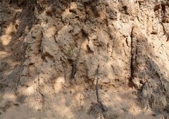 土壤分析儀中有機(jī)物的原理、技術(shù)和功能