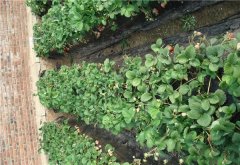 土壤養(yǎng)分測定儀和有機質(zhì)的原理及功能效應