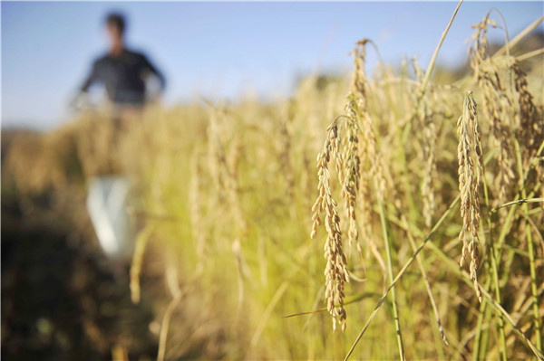 果樹的光合作用與土壤水分有什么關系？