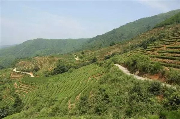 土壤養(yǎng)分檢測(cè)器?；緲?biāo)準(zhǔn)和操作方法