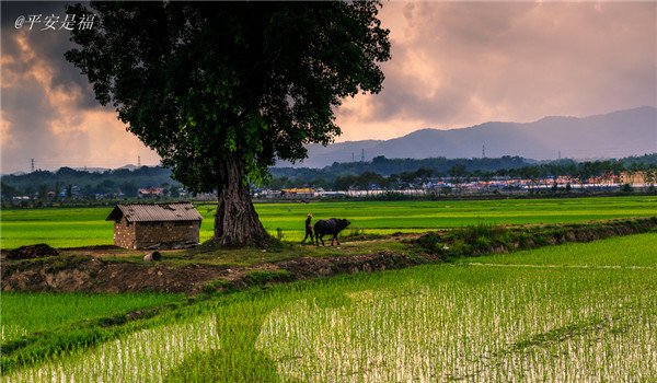 文章標(biāo)題: 使用土壤水分速測儀測定甘蔗對水分的需求 簡略標(biāo)題: 文章標(biāo)題: 使用土壤水分速測儀測定甘蔗對水分的需求 簡略標(biāo)題: