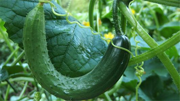 土壤水分速測儀測定黃瓜生長所需水分 土壤水分速測儀測定黃瓜生長所需水分