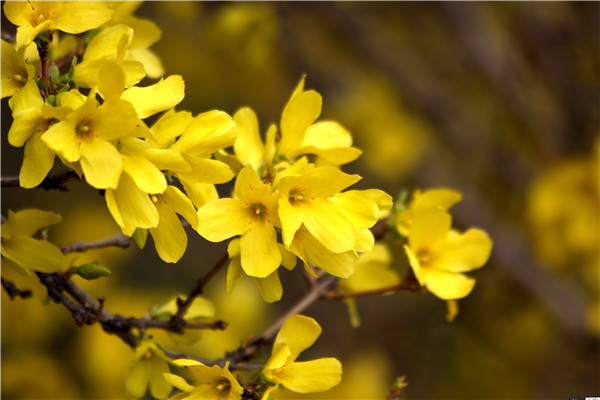 土壤水分速測儀在連翹種植中的應(yīng)用 土壤水分速測儀在連翹種植中的應(yīng)用
