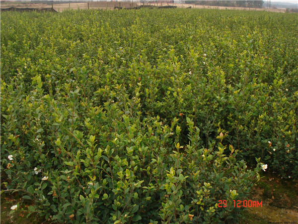 土壤水分測定儀在農(nóng)田灌溉中的應(yīng)用效果 土壤水分測定儀在農(nóng)田灌溉中的應(yīng)用效果