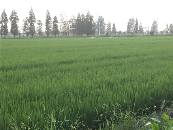 土壤墑情監(jiān)測系統(tǒng)的應(yīng)用能減少水資源浪費 土壤墑情監(jiān)測系統(tǒng)的應(yīng)用能減少水資源浪費