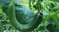 土壤墑情監(jiān)測系統(tǒng)的應(yīng)用效果怎么樣？