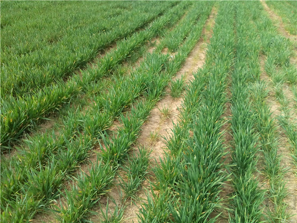 土壤水分蒸發(fā)流失對土壤有什么影響？