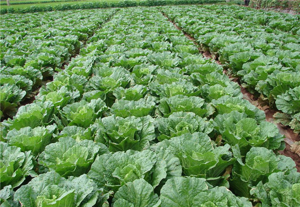 土壤水分速測(cè)儀在現(xiàn)代農(nóng)業(yè)中有什么作用？