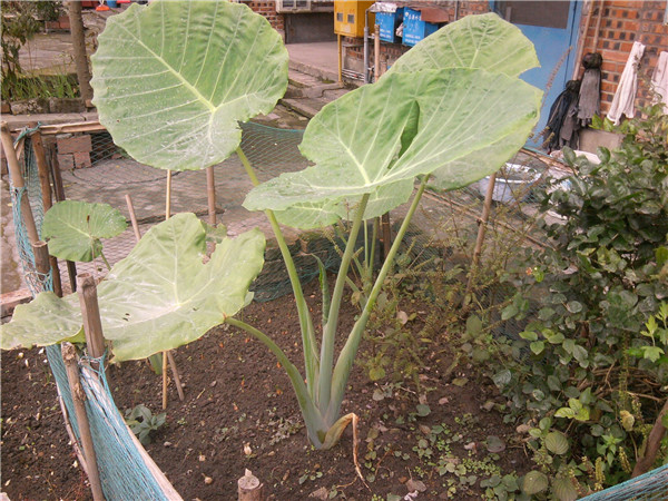 客戶購買土壤養(yǎng)分速測儀用于營養(yǎng)土調(diào)配 客戶購買土壤養(yǎng)分速測儀用于營養(yǎng)土調(diào)配